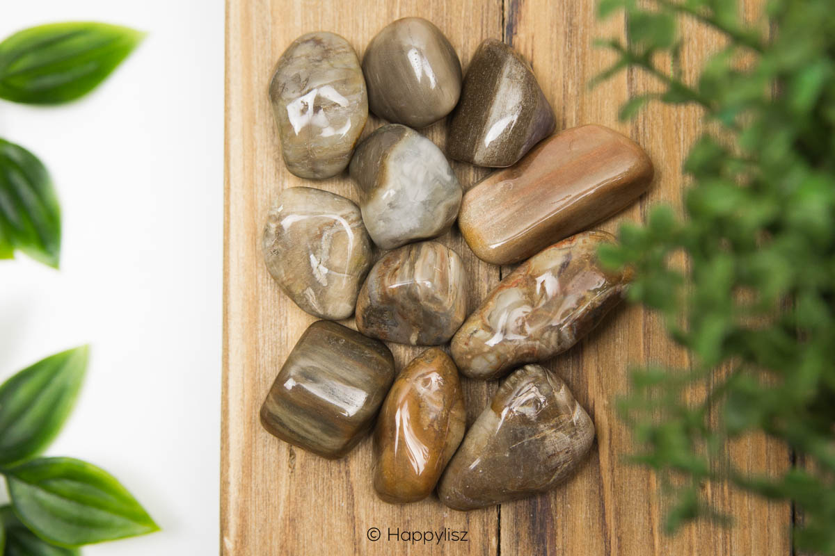 Petrified Wood - Tumbled Stone